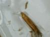 Phyllotreta sp.